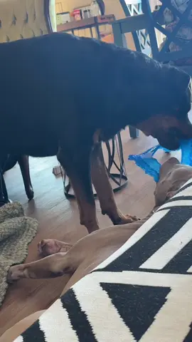 #misunderstoodbreeds #nytparcrew #Simba #august #pittbullsoftiktok 