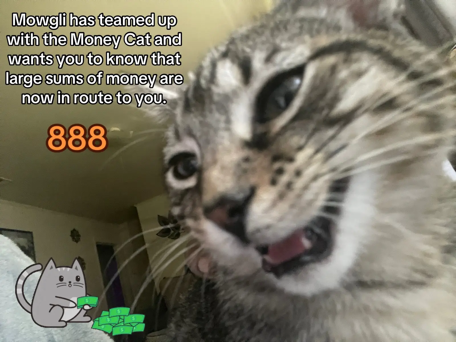 Mowgli says, just receive it. Allow right now. #888 #moneycat #money #lucky #receive 
