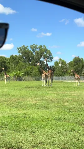 Looking for a wild weekend adventure? 🦁🐒🐘 Head to Lion Country Safari in Palm Beach for a drive-thru safari and walk-thru park the whole family will love!#safari #wildlife #animals #weekend #thingstodo 