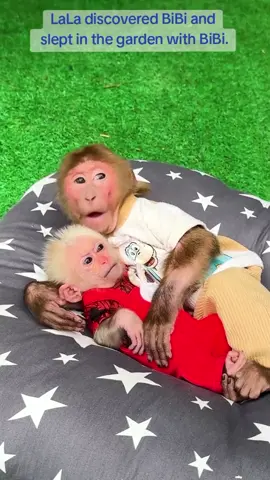 Monkey bibi so smart