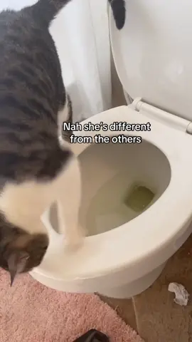 #onthisday I remember the first time actually catching her do this I was in total shock. I suspected that she was doing it bc I would hear it from the other room and see it in the toilet but I had no proof. This was my first time seeing it with my very own eyes. #animalsoftiktok #cat #fyp 