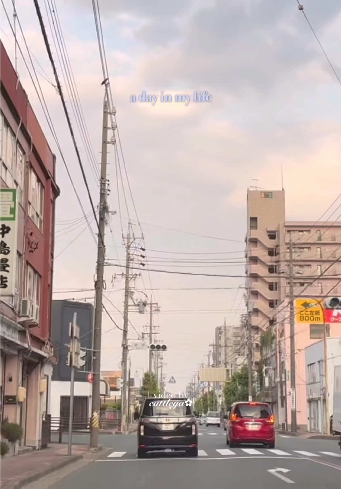 🍋 living in japan full vlog: youtube.com/@theorquideacat like, comment, and subscribe ✨ thank you 🩷 #fyp #aichi #japan 