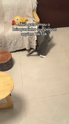 Passarinho para gatos 