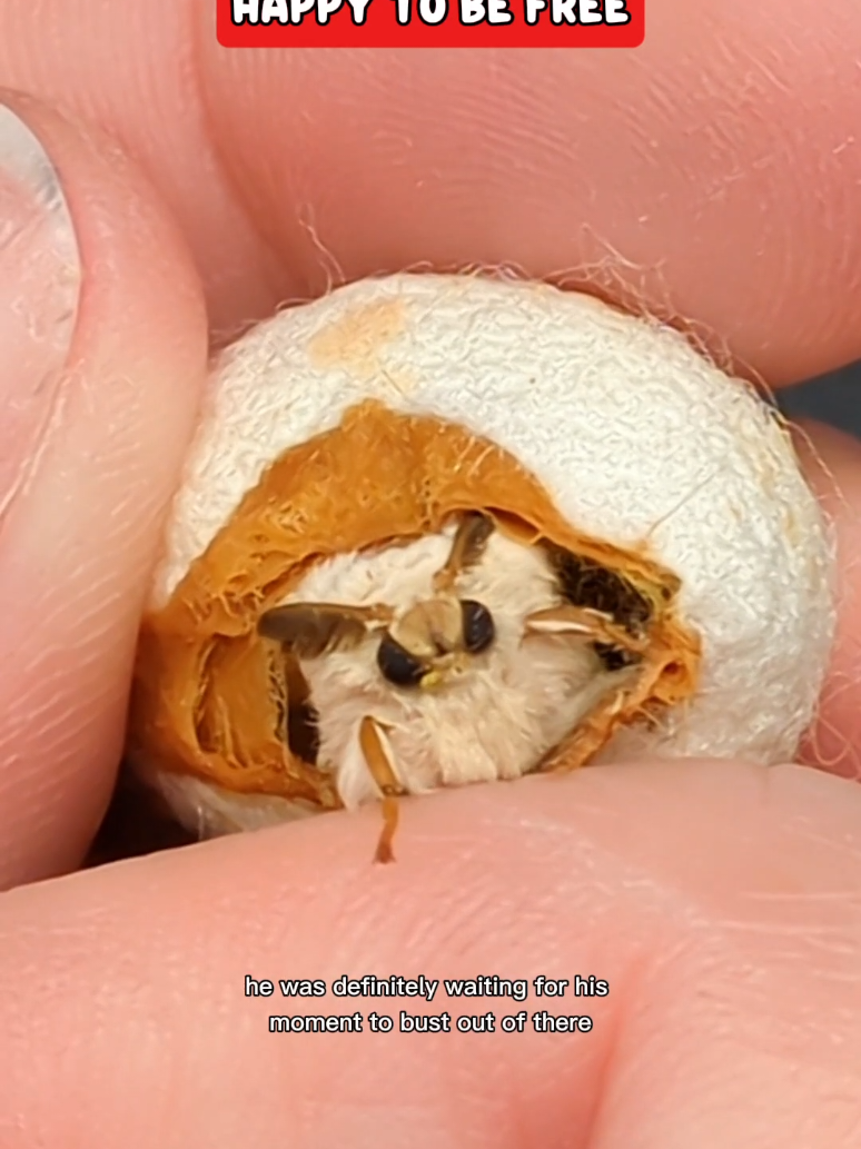 This #moth was so eager to get out! #silkmoth #silk 
