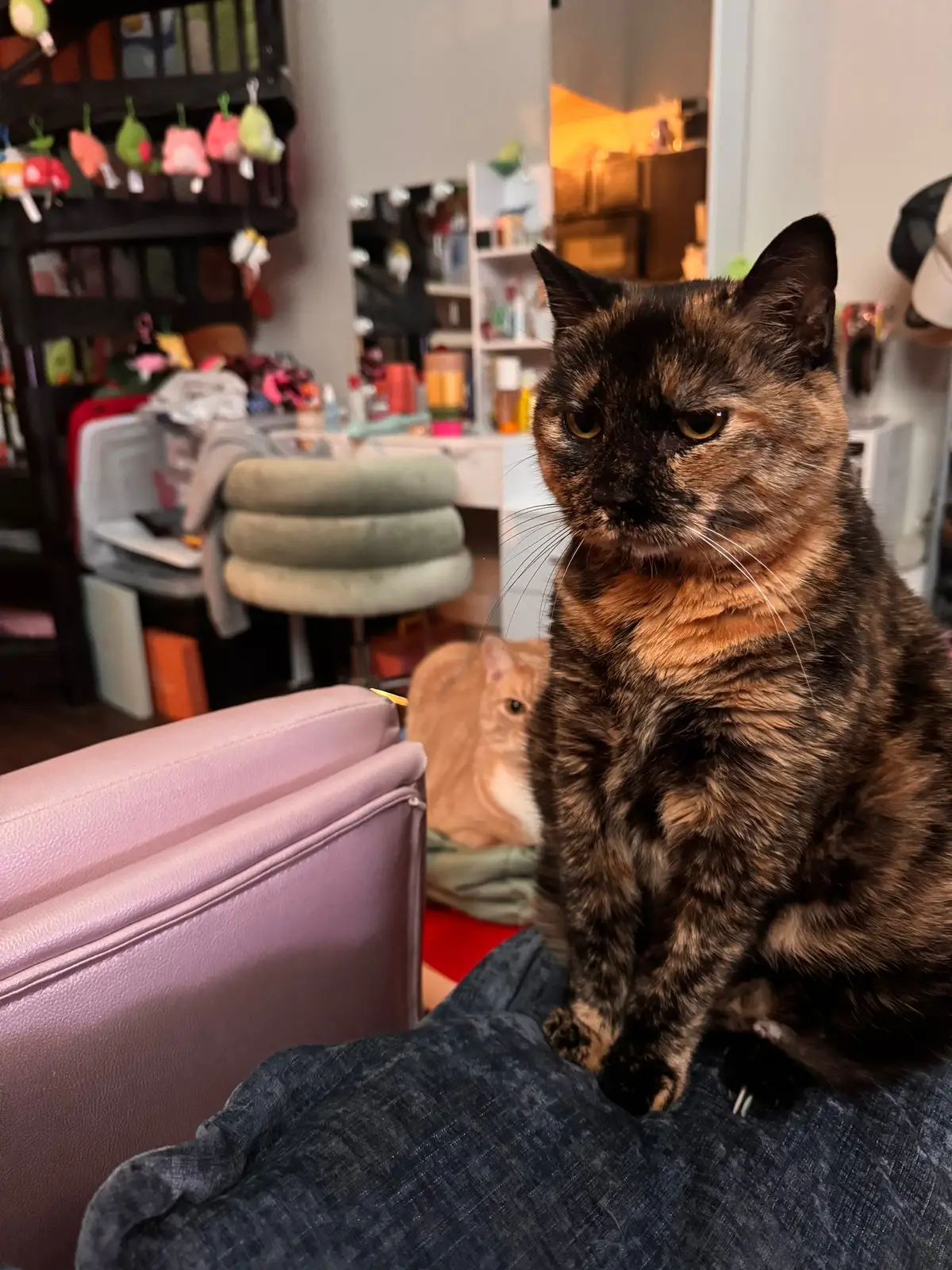He’s right behind me isn’t he #cats #cattok #catsoftiktok #cat #trendingsong 