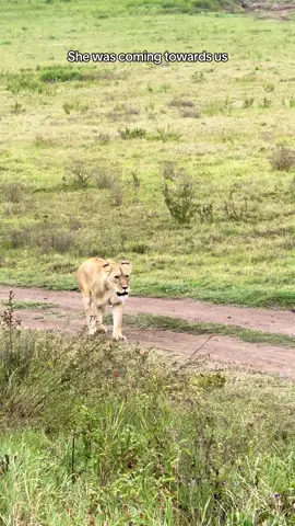 Such an amazing moment! 😍 #tanzania #serengeti #masaimara #ngorongoro #safari 