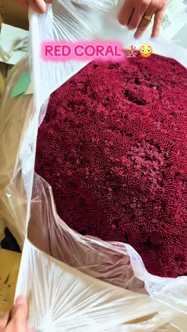 Is it legal to own coral? 