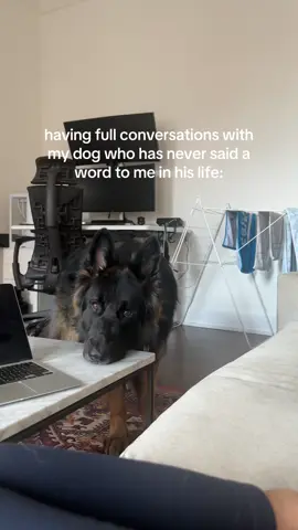 I swear he speaks English #germanshepherd #gsd #dogsoftiktok #cutedog #fyp