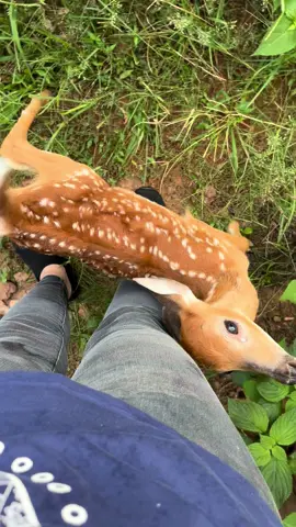 Bieber is always hungry 😅 #animalrescue #wildliferescue #fawn #cuteanimals #hangry 