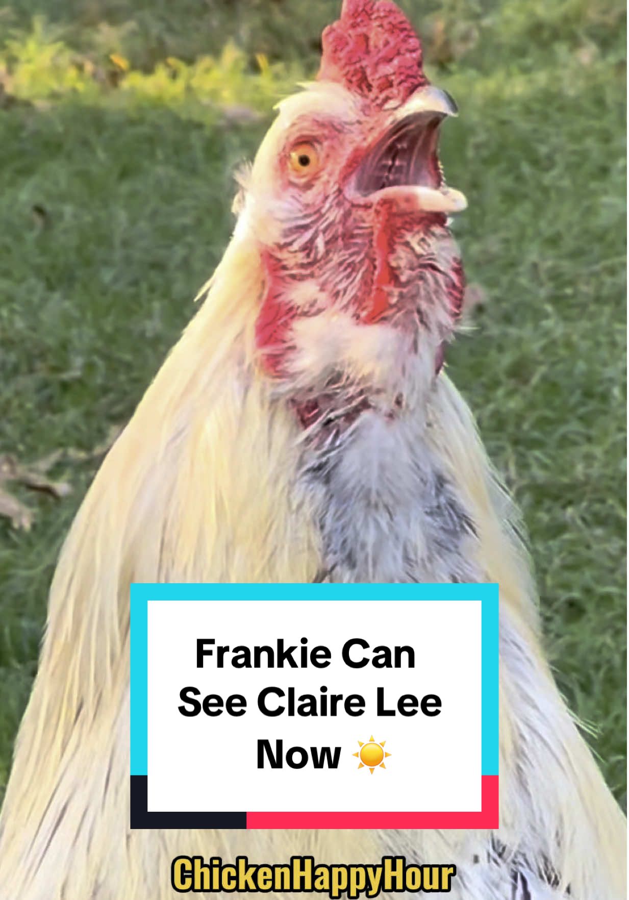 Frankie can see Claire Lee now, Lorraine is gone 🎶😉 #dadjokes #jokes #parody #funny #chickenhappyhour  