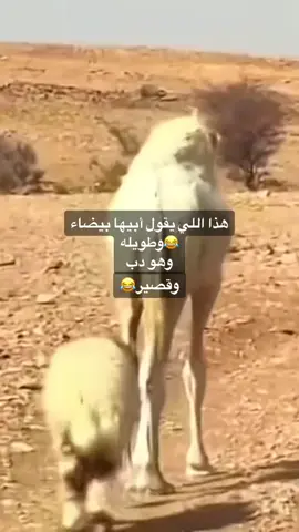 #الشعب_الصيني_ماله_حل  #اكسبلور 