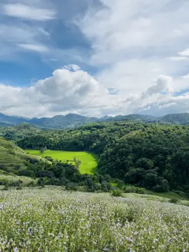 #2025tiktok ဟိုပုံး သဘာဝပန်းခင်းအလှ..#foryou #fyp အရမ်းလှ🥰