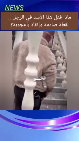 ماذا فعل هذا الأسد في الرجل .. لقطة صادمة وإنقاذ بأعجوبة؟