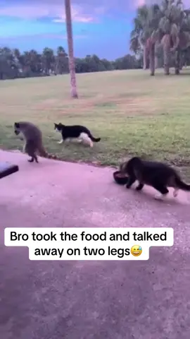 😅😅😅😅😅 he was outta there #fyp #like #viral #funny #animals 