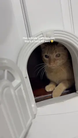 #scaredycat #catsoftiktok #orangecatbehavior #funny #badcat 