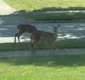 they are cute…until they want to poop in your yard…🤪😂 #deers #fun #fyp #foryoupage #fypシ 