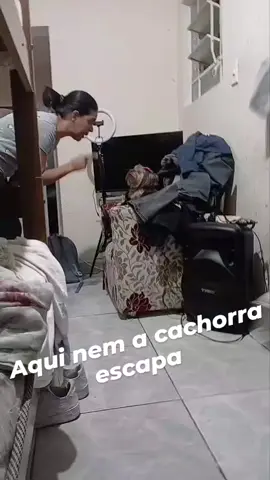 #cachorros 