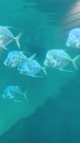 Is that guy bothering you? #foryoupage #fyp #foryou #clearwatermarineaquarium #fish