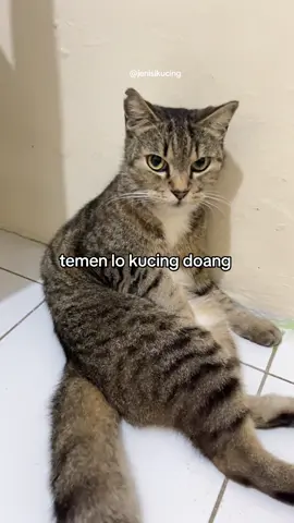 begaul oi 😾 #jeni #kucing #kucingmujair 