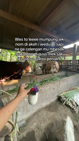 #fyp #xybca #petenakmuda 