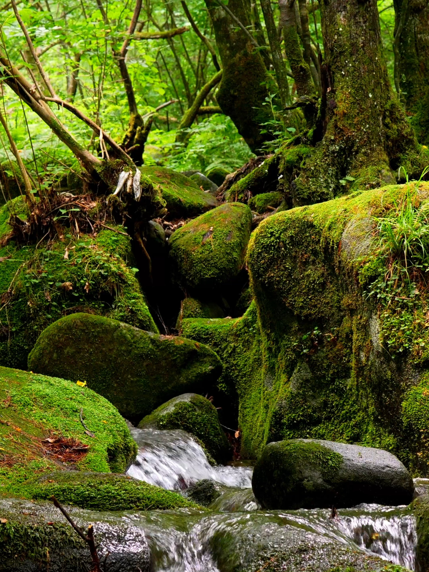 On a Sleepless Night, Listen to This 😴 🍃 This is the perfect deep-sleep ASMR for those struggling with insomnia. Let the sound of the forest stream melt away the tension in your body and mind. 🧡 Watch the full 8-hour video! 👉 Link in my bio. #SleepASMR #Insomnia #SleepSounds #NatureSounds #ForestASMR #HealingSounds #fyp #tiktokasmr #DeepSleep #RelaxingVideos