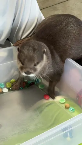 🎶 insert lottery ball machine sound here 🎶 Indie has discovered her true calling: pebble shuffler extraordinaire! 💎 She’ll play with these pebbles over and over again—seriously, it’s like her favorite hobby. Who needs Powerball when you’ve got Otterball? 🦦✨ @Majestic Meadows Alpacas  #OtterlyAdorable #OtterBall #PebbleQueen #OtterEnrichment #SmallClawedStyle    