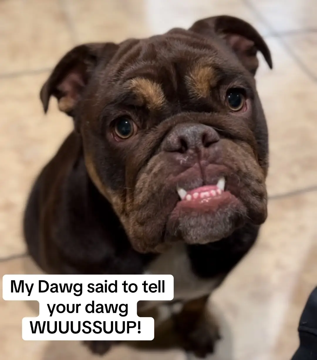 #Chocolate #English #Bulldog #DogsOfTikTok #Wussup 