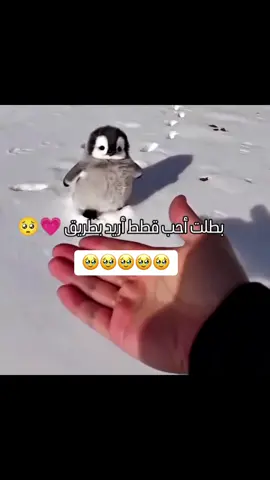 #لايك_متابعه_اكسبلور #العراق #الشعب_الصيني_ماله_حل😂😂 