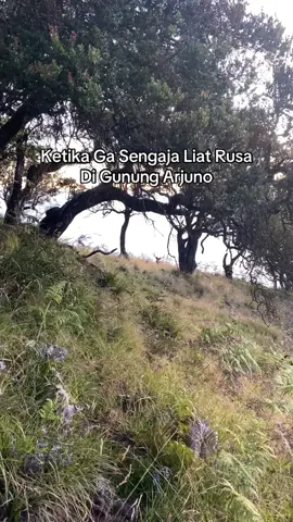 Pengalaman pertama ketemu rusa liar di gunungg #arjunowelirang #arjuno3339mdpl #mountnesia #fypシ #pendakigunung @rismaaa🦎🐍 