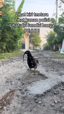 Nasib😔#salamsatuhobyy #salamkakikiri 