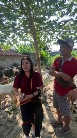 rejeki#bakulwedusmilenial #weduserindonesia #peternakkambingmuda 