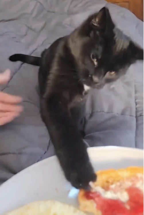 My cat is an asshole 😂#cat #pet #foryou #funny #funnyvideos #tiktok #fyp #fypシ #cute 
