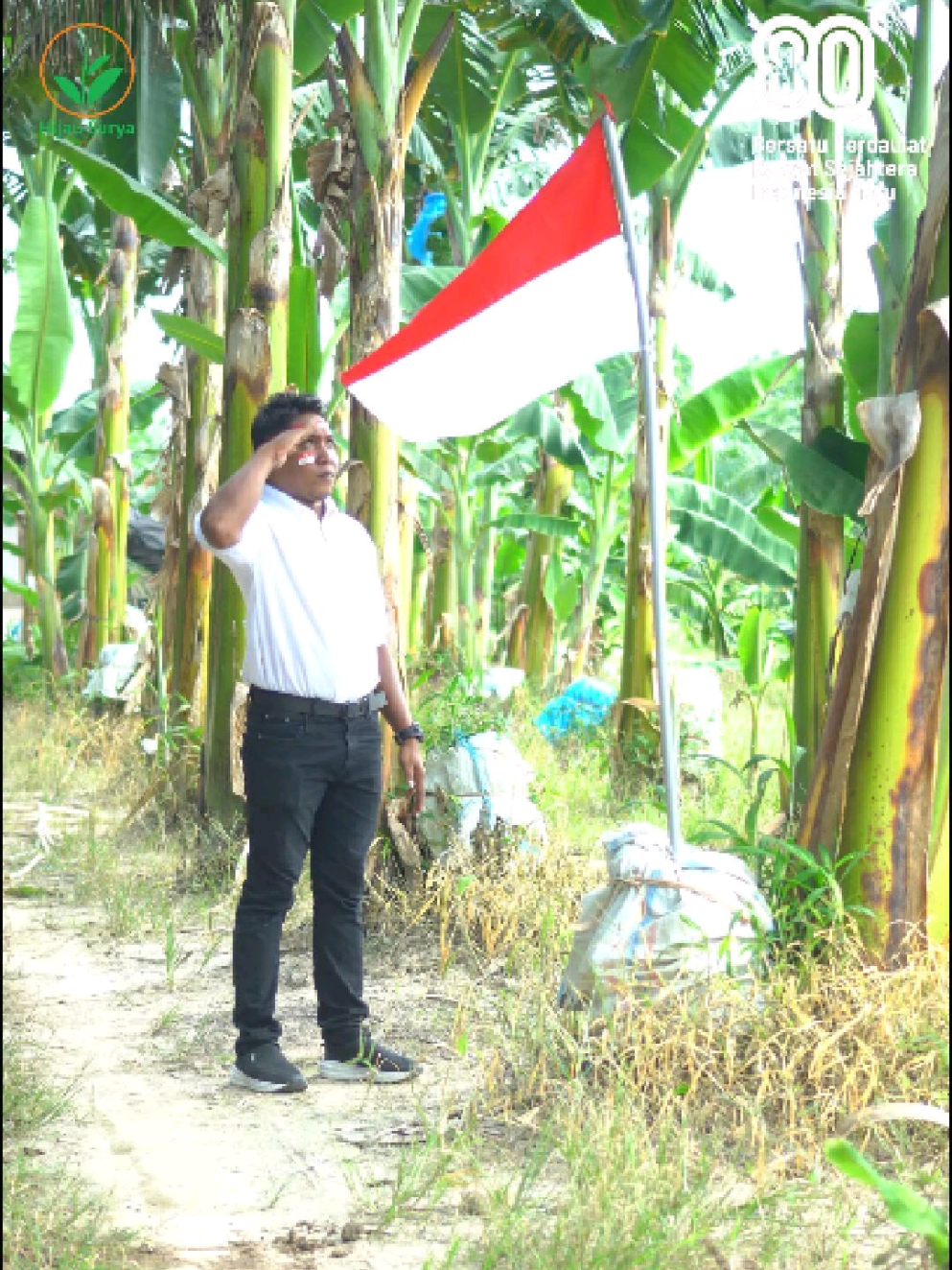 Kami tidak menghunus senjata, tapi kami menancapkan akar harapan di bumi pertiwi 🌱 #hijausurya #kebunpisang  #kulturjaringan #pramuka #lomba17agustus