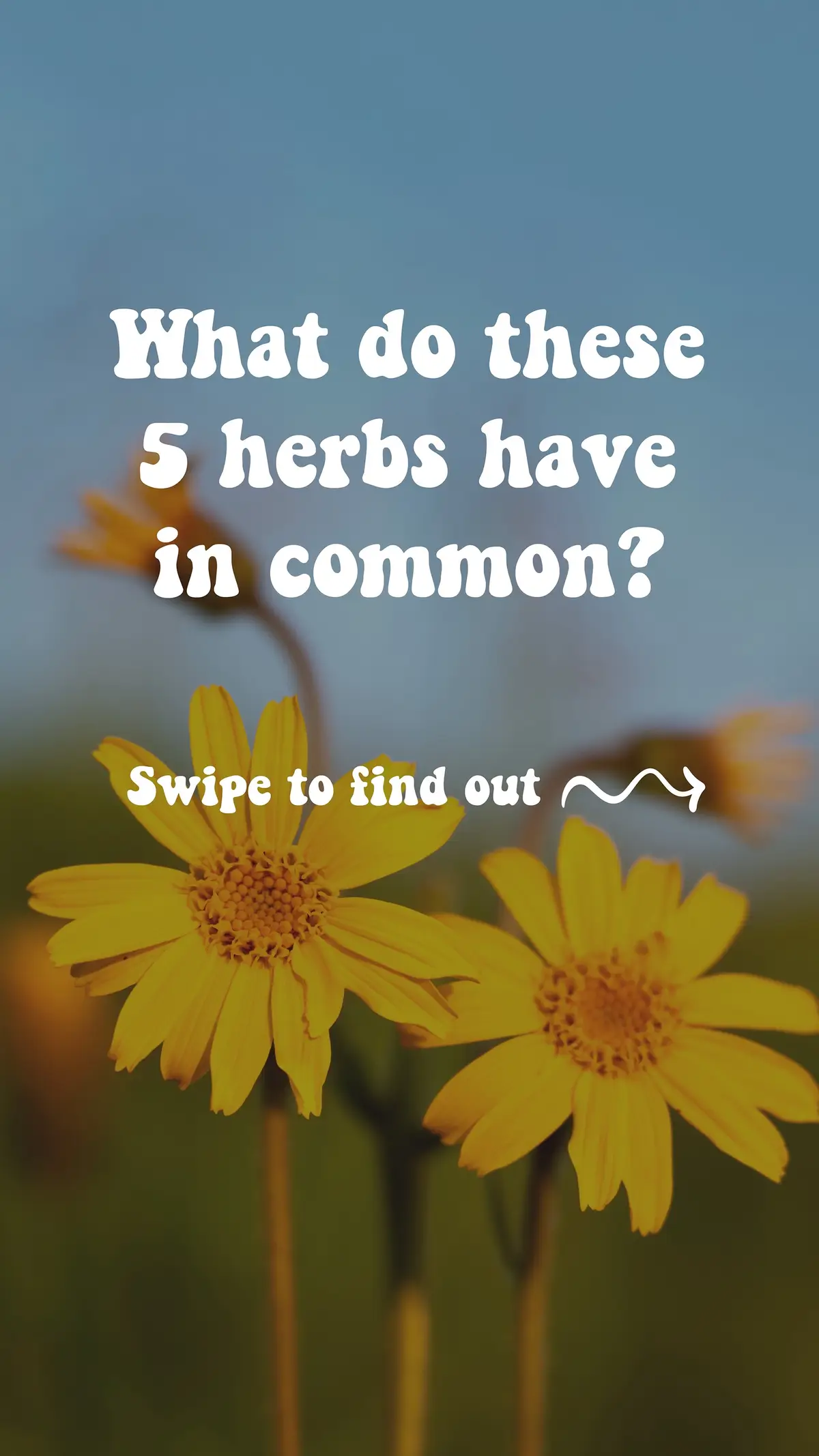 What do all 5 of these herbs have in common? According to Mark Blumenthal, Founder and Executive Director of the American Botanical Council (ABC), they are at the top of the list when it comes to the most adulterated herbs on the market. 🌿 In our newest episode “The Importance of Trust in the Herbal Industry with Mark Blumenthal”, we explore the ways in which herbal products can be adulterated and what we as consumers can do about it. This episode is OUT NOW on Herbal Radio wherever you listen to podcasts! As well as a full video version on our YouTube channel! (Find it at the link on our profile!) #herbalproducts #elderberry #herbalism #ginkgo #turmeric