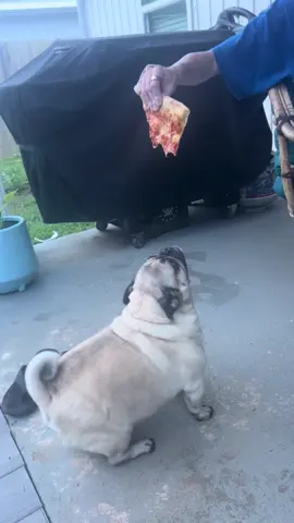 #fyp #pug #fyp #fy #pug 