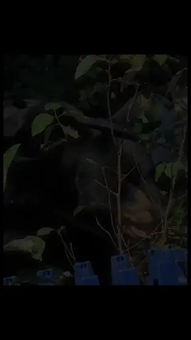 #animals 