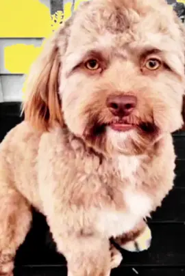#CapCut #funny#dog
