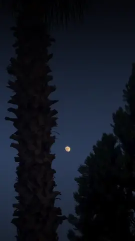 #🌙📸 