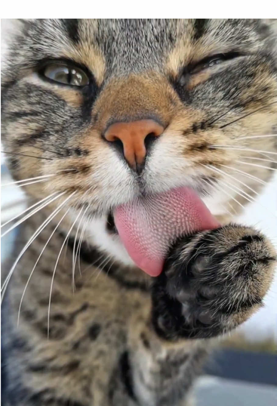 Cat in Slow Motion - Round 2🎬😂#cat #catsoftiktok #pet #funny #fyp 