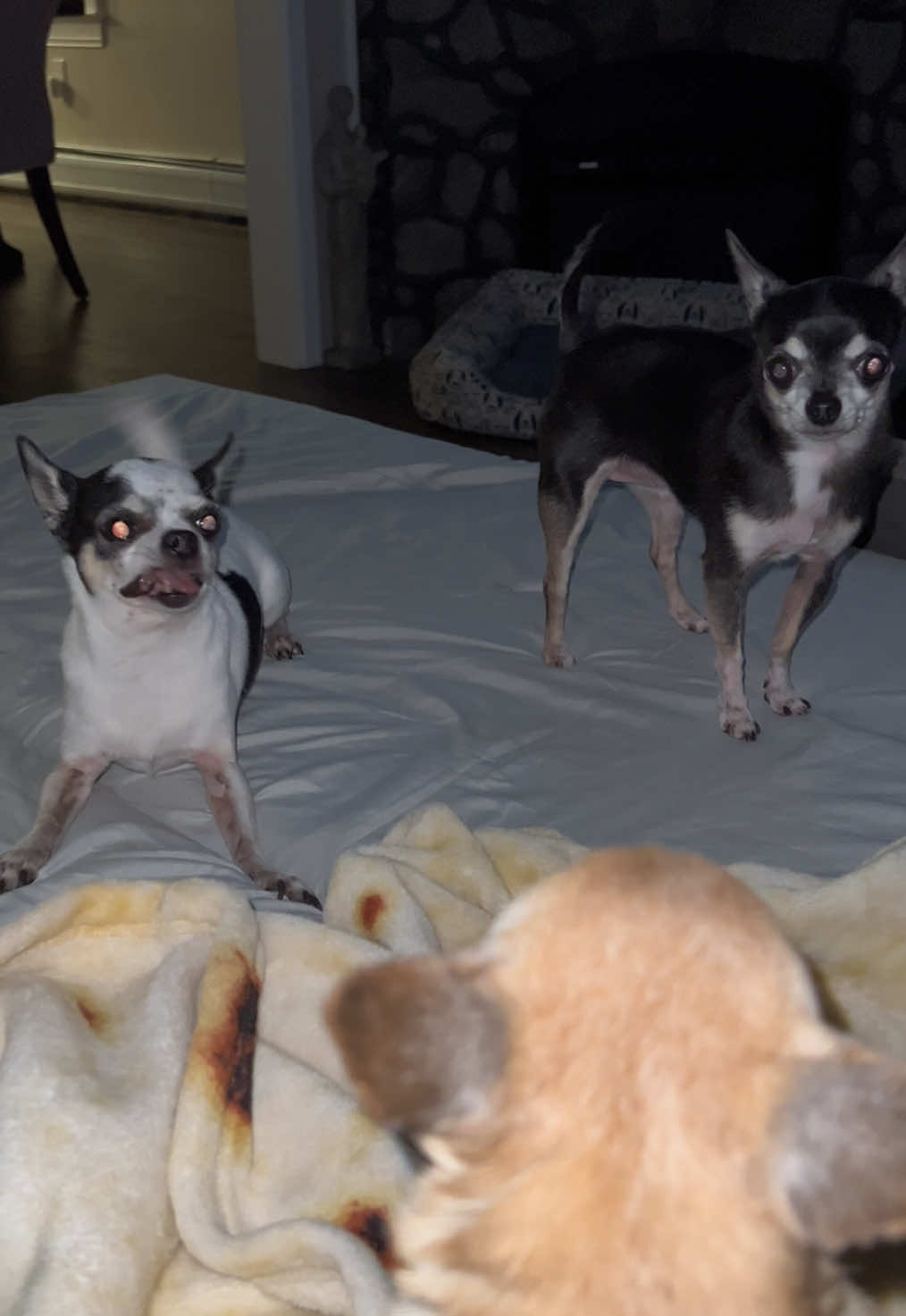 High energy crazy dog 😂 #chihuahuas #chihuahuafanclub #chihuahuasoftiktok 