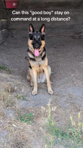 Good boy! #dogsoftiktok #gsd #germanshepherd #dogs #ColtonKane