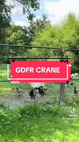 Replying to @Epifanie thank youuuu!! Also, @Kuhglocken please accept my apologies for this ridiculousness Lolol #birds #crane #gdfr #birds #lol 