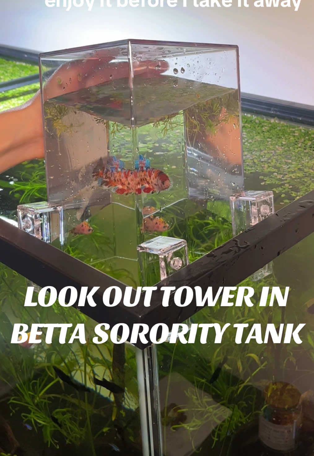 🎏 Adding a look out tower to my Betta fish sorority tank #bettasorority #bettafish #fishtanklookouttower #fishtankdecor #75gallonfishtank 