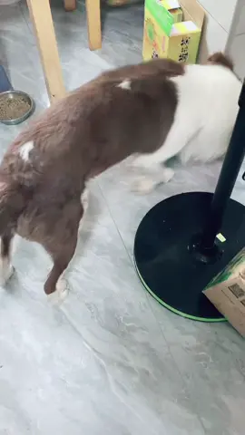 #pet 