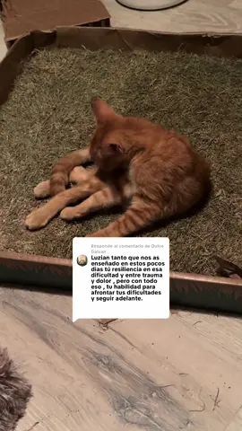 Respuesta a @Dulce Galvan Luzian nos a enseñado a ser fuertes no darnos por vencidos. Lo a demostrado mi bebé 🤗🥰🐈💞#cats #Luzian #gatitofracturado #gatitorescatado 