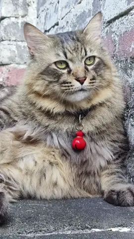 Sarip : Selamat pagi dari Abang Naga. Terima kasih @kakak_naga ajarkan tutorial. 😹😻 #kucingtiktok #catsoftiktok 