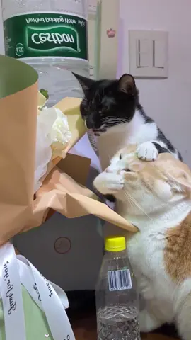 When you have two cats 