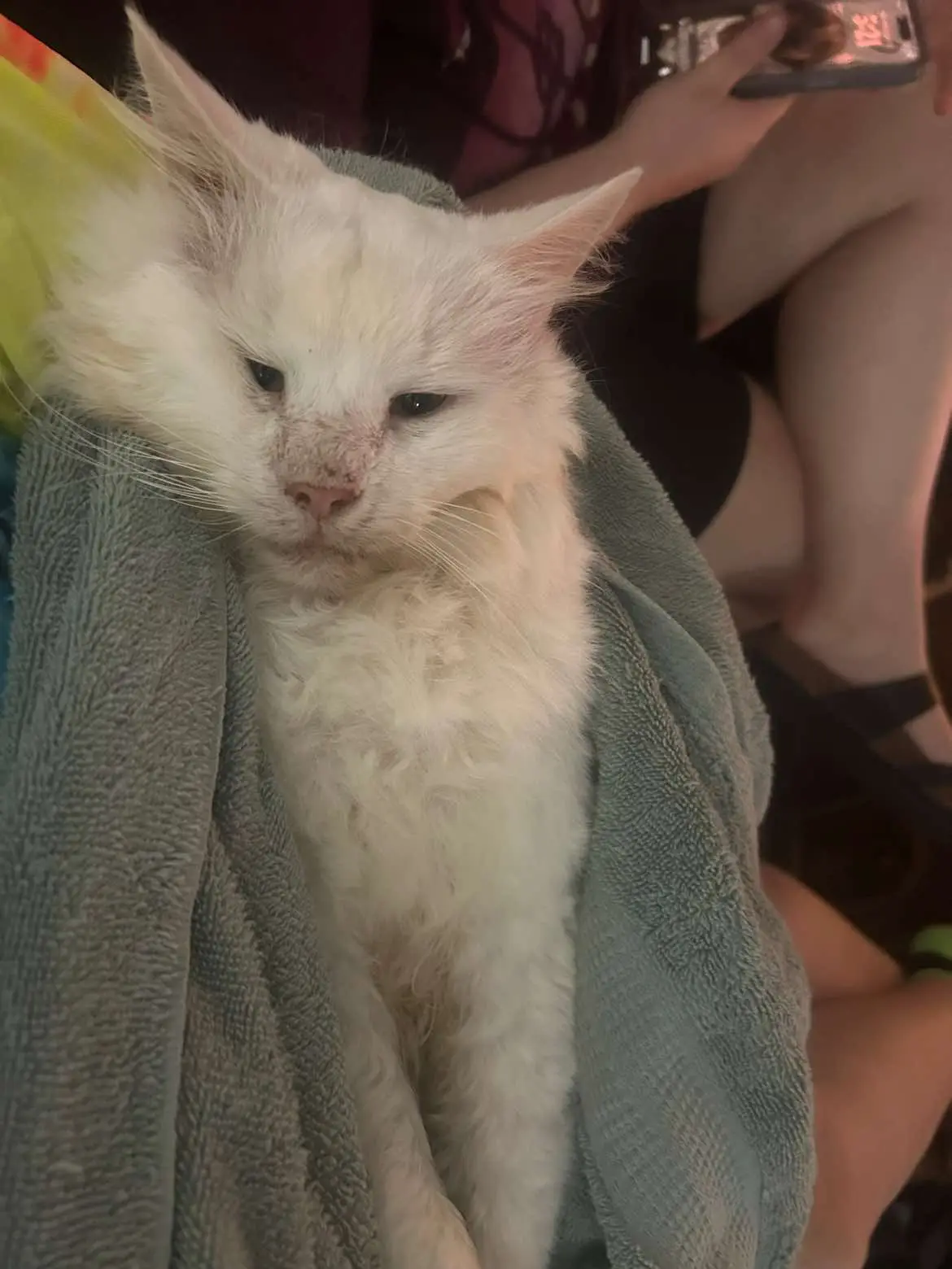 It has been a long hard day. My baby boy Dj has passed on. He has been with me for over 10 years. My emotional support cat. He has been with me through so many things. I will miss him so much.  I love you Dj. #lossofapet #catsoftiktok #foreverinmyheart #iloveyou #memories #myworld🌍 #neverforgotten #seeyouagain 