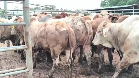 #bulls 