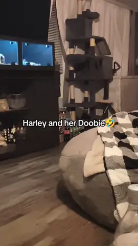 This is Harley's favorite toy! She know exactly which toy your talking about when you tell her to go her it. Not to mention it's hilarious watching her carry it🤣🤣🤣 #doobiedogtoy #dogdoobie 